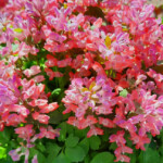 Cīrulīši zied 18.apr. 2021.g