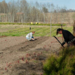 Pirmā sēklaudžu izstādīšana 2006. gadā