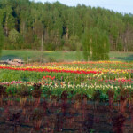 Peoniju stādījums uz tulpju fona