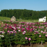 Pirmie sēklaudži zied