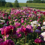 Sēklaudži pilnziedā