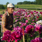 Sēklaudžu atlase, marķēšana