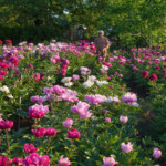 Sēklaudžu dobes pilnziedā