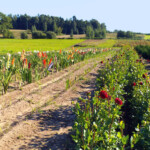 Dālijas un gladiolas