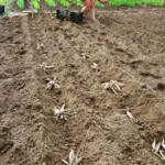 Dāliju stādīšana