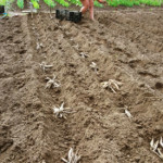 Dāliju stādīšana