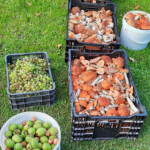 Dārza un meža veltes 16.sept. 2020.g.