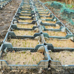 Dīgst narcišu sēklas