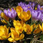 Krokusi Dorothy un Barrs Purple