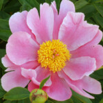 SAMANTA