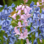 Endimija Queen of the Pinks, Excelsior