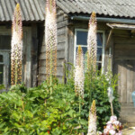 Eremurus robustus Latgalē