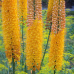 Eremurus "Pinokkio"