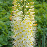 Eremurus Romance
