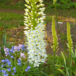 Eremurus himalaicus
