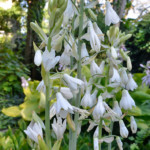 Galtonia candicans