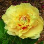 Garden Treasure