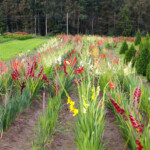 Gladiolu hibrīdu lauks