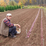 Hiacinšu stādīšana - 2013