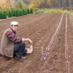 Hiacinšu stādīšana - 2013