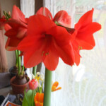 Hipeastri zied 27.febr.2020.g.