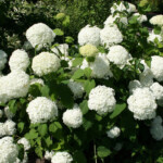 Hortenzijas zied 27.jūl.