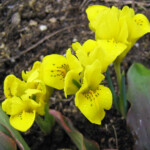 Iris danfordiae