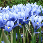 Iris reticulata Alida