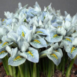 Iris reticulata Frank Elder
