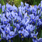 Iris reticulata Harmony