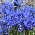 Iris reticulata Joyce