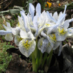 Iris reticulata Katherine Hodgkin