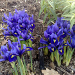 Iris reticulata Pixie