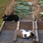 Īrisu stādu apžāvēšana