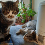 Jaunā paaudze drošībā 12.dec. 2020.g.