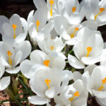 Krokusi Jeanne d'Arc