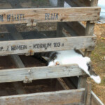 Kaķim pusdienas snauda