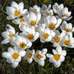 Krokusi Ard Schenk