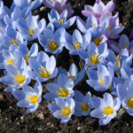 Krokusi Blue Pearl
