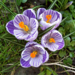 Krokusi Pickwick