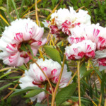 OLIMPISKĀ LĀPA