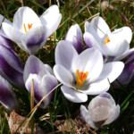 Krokusi Ladykiller
