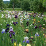 Laimoņa Zaķa īrisu selekcijas dārzā