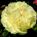 Lemon Chiffon