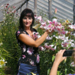 Lilijas zied