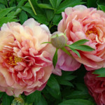 Magical Mystery Tour