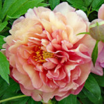 Magical Mystery Tour