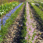 Mazpazīstamās endīmijas