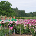 Meitas atbraukušas palīgos