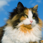 Mellene